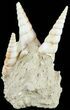 Fossil Gastropod (Haustator) Cluster - Damery, France #62517-2